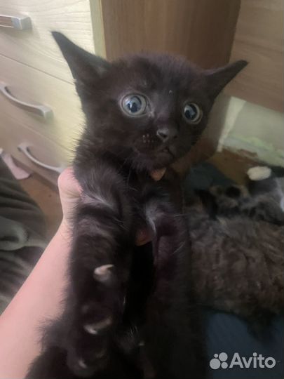 Котята бесплатно