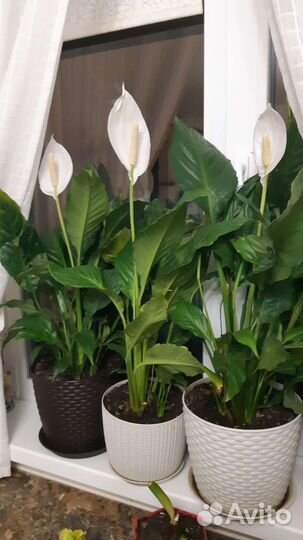 Спатифиллум