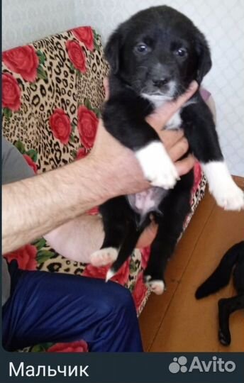 Щенки лабрадора