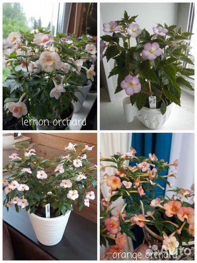 Ризомы ахименесов