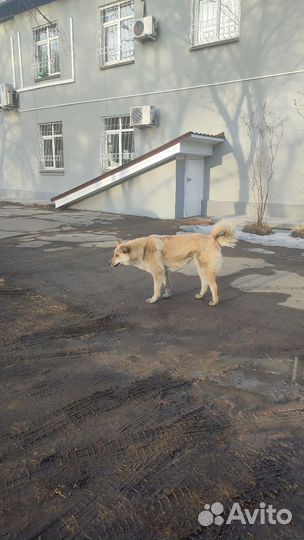 Рыжий, крупный, друг