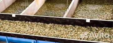 Раки, принмаю рака, а также в продаже имеется