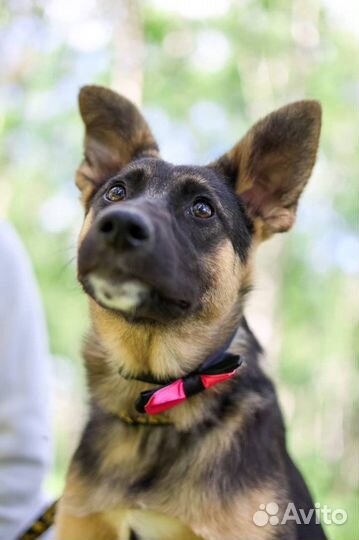 Маоышка Дафна ищет дом