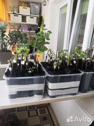 Пророщенные черенки винограда