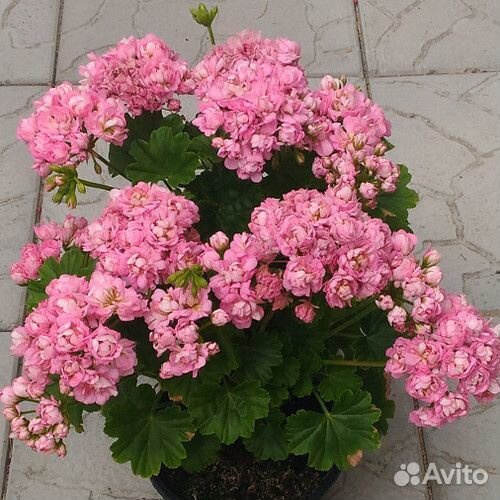 Пеларгонии коллекционные, укорененные черенки