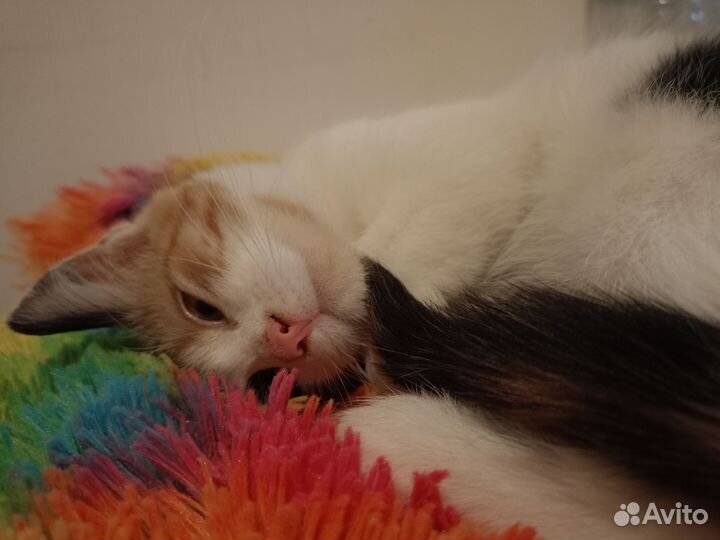 Кошка в дар