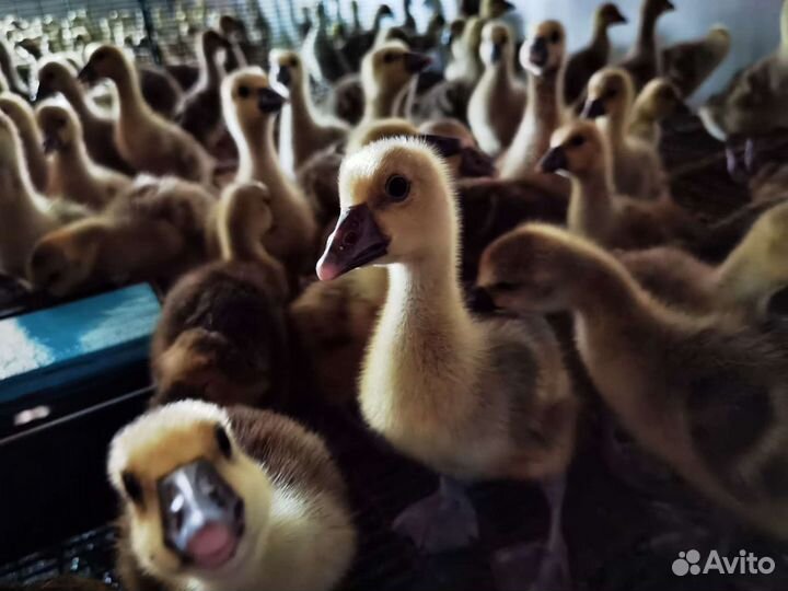 Гусята, цыплята, утята