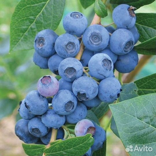 Саженцы Голубика Эрли блю (Early blue), садовая
