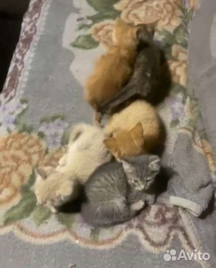 Кошка кот котёнок рыжий персиковый серый пушистый