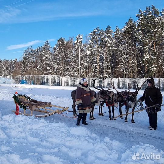 Олени на праздник