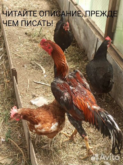 Куры и петухи