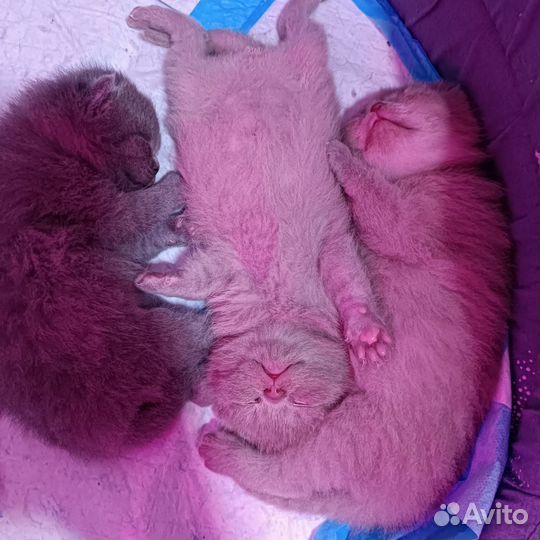 Шотландские котята