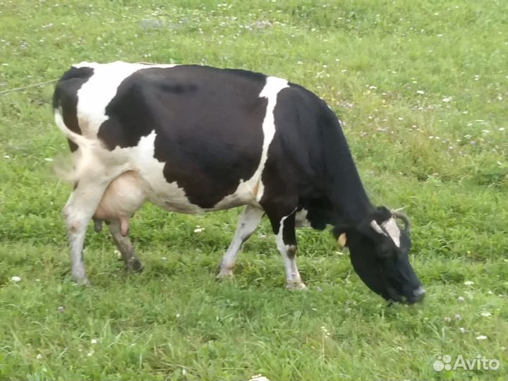 Коровы удойные