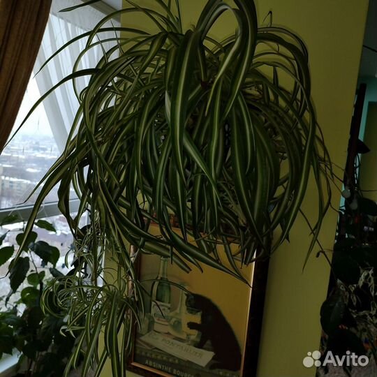 Хлорофитум кучерявый