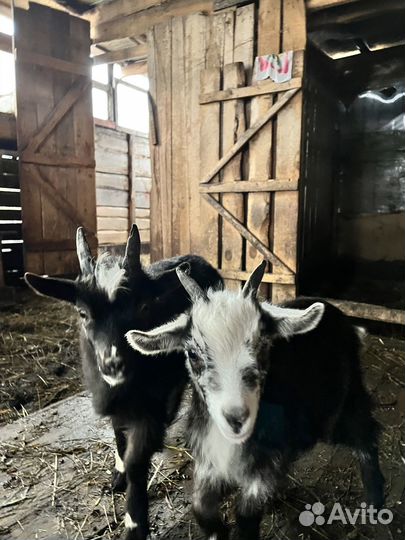 Козы и козлята