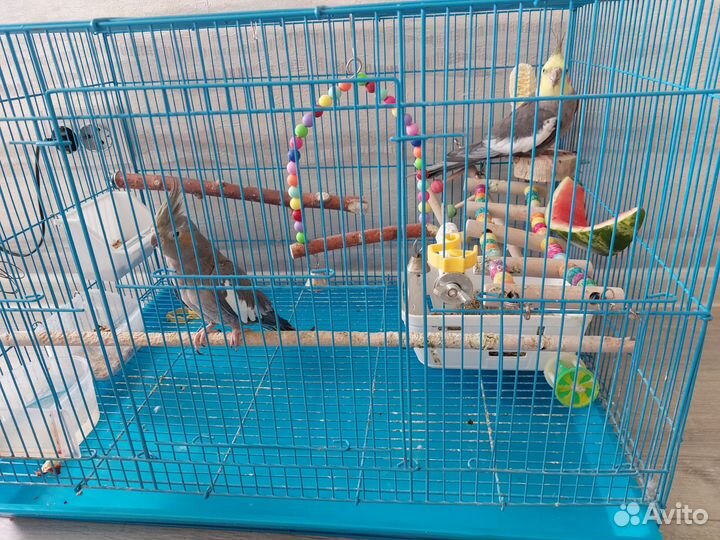Попугаи корелла мальчик и девочка