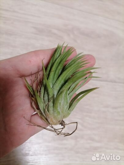 Тилландсия атмосферная