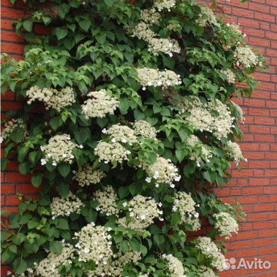 Гортензия черешковая
