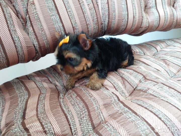 Девочка -йорк. Мини. Беби-фейс. Документы РКФ