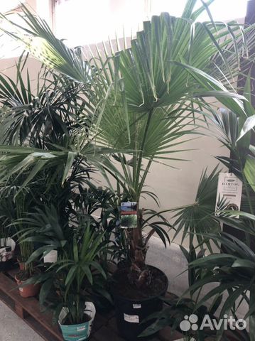 Пальма вашингтония