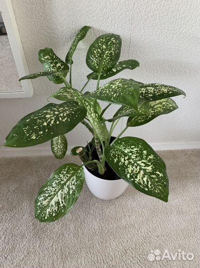 Диффенбахия, комнатные растения