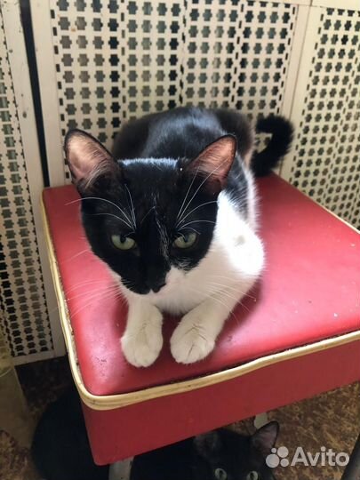 Котята бесплатно