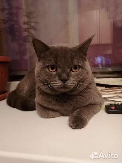 Британская