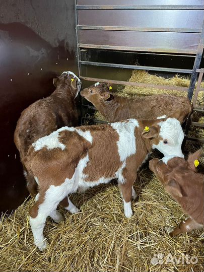 О Теляты бычки и тёлки