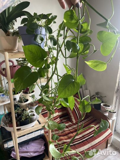 Взрослые растения традесканция 1м 2 м