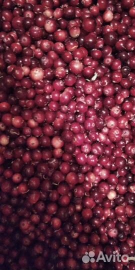 Клюква, брусника