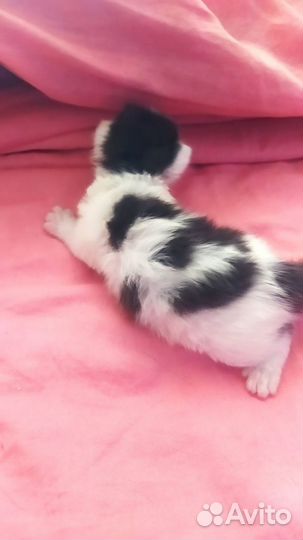 Котята в добрые руки бесплатно