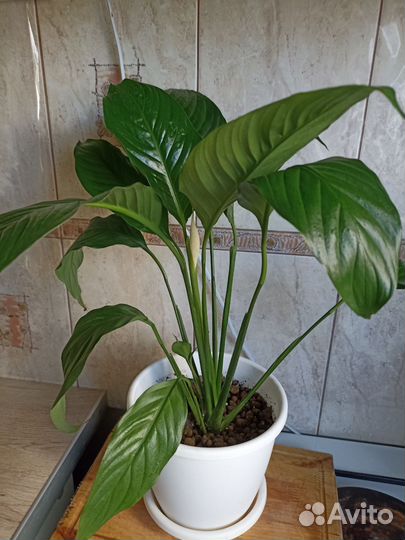 Спатифиллум