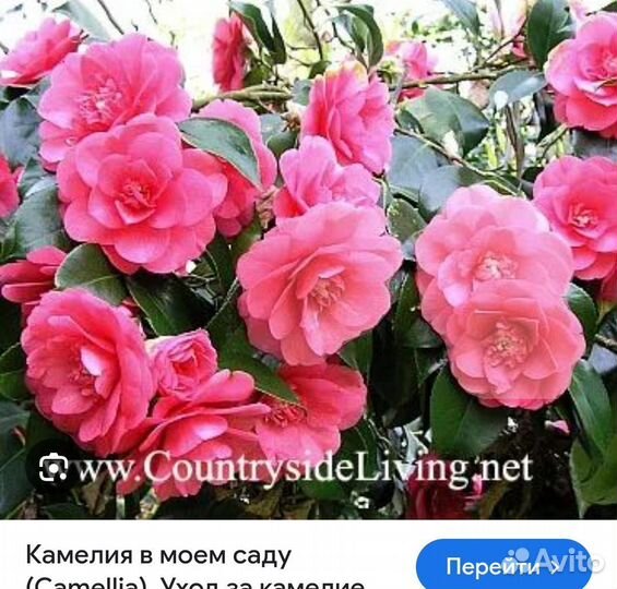 Камелия японская