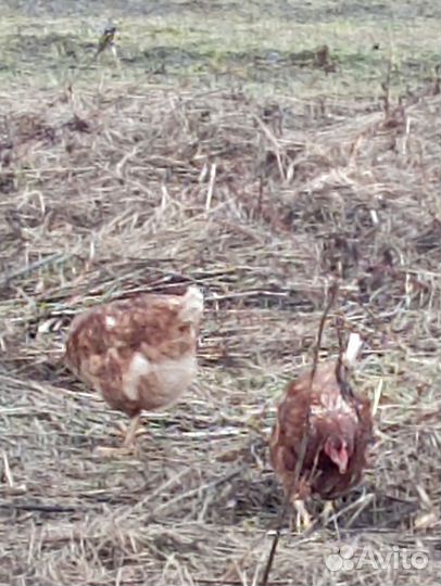 Домашняя птица гуси