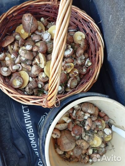 Грибы маслята свежие