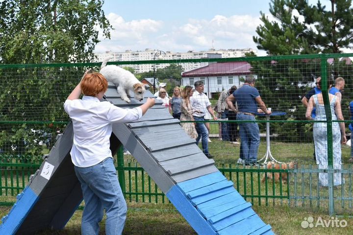 Дрессировка собак кинолог