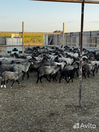 Племенные романовские овцы ягнята