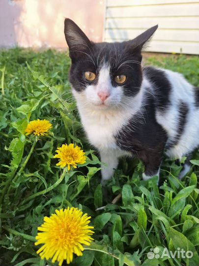 Молодой домашний котик
