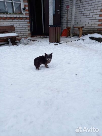 Чихуахуа д/ш взрослый бесплатно