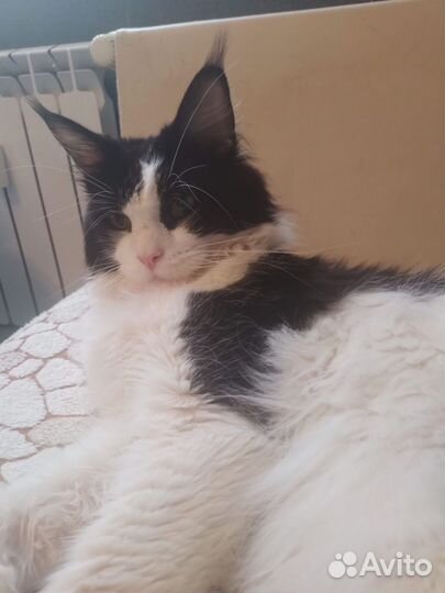 Котята мейн-кун