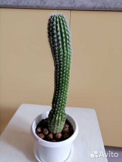 Кактусы и суккуленты