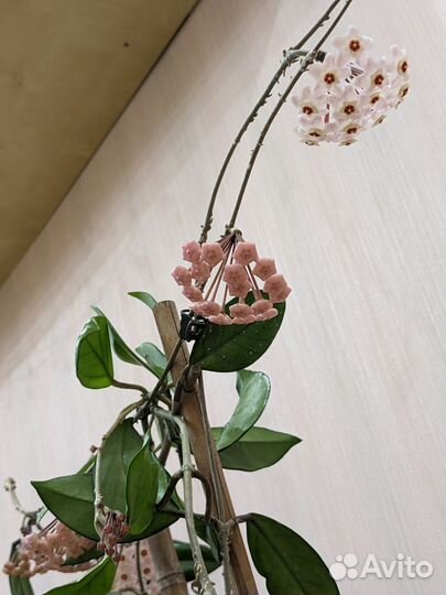 Цветущая Хойя карноза