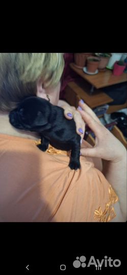 Щенки лабрадора