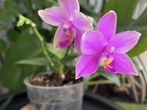 Орхидея ароматная