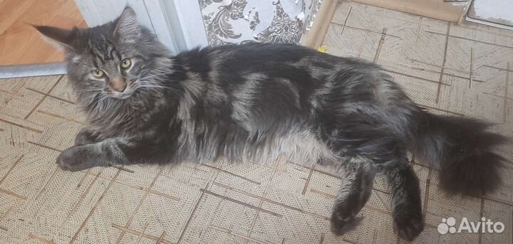Кот мейн-кун