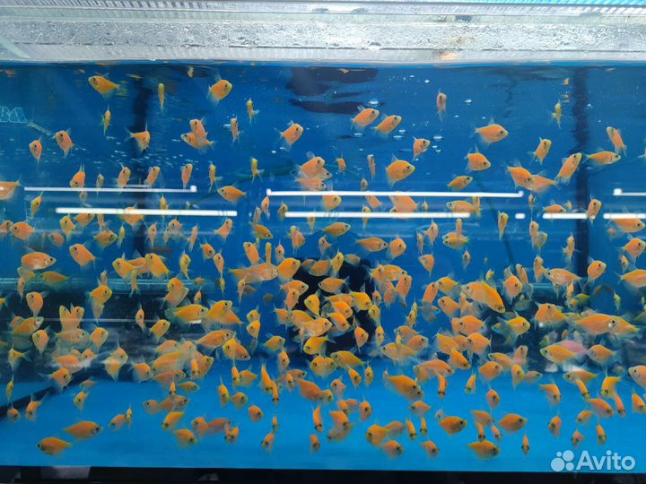 Красивые аквариумные рыбки