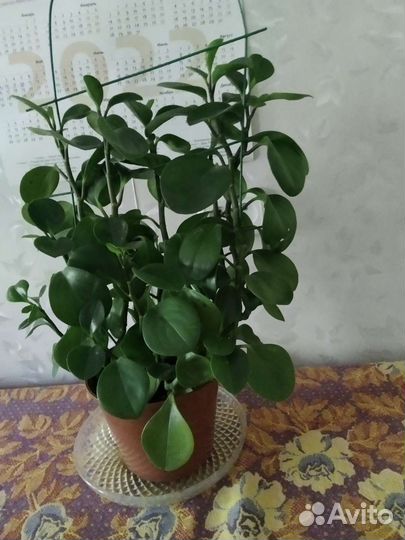 Взрослая пеперомия в пластиковом горшке