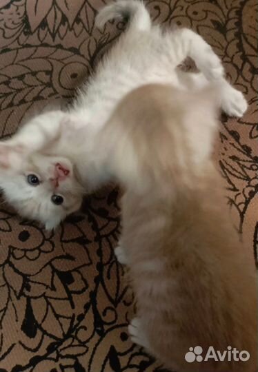 Шотландские котята