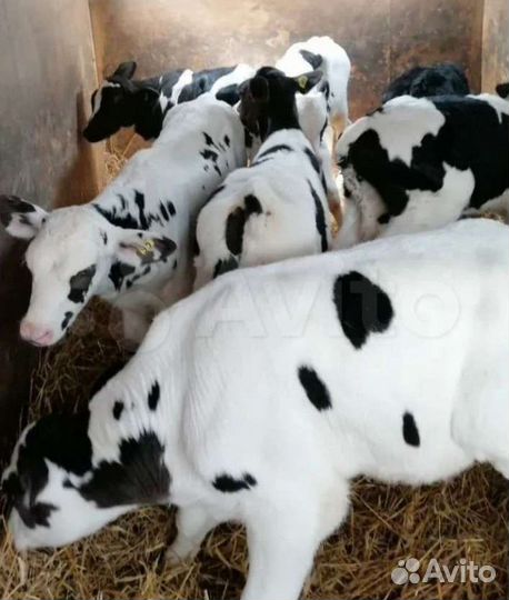 Бычки и тёлочки от 1 месяц