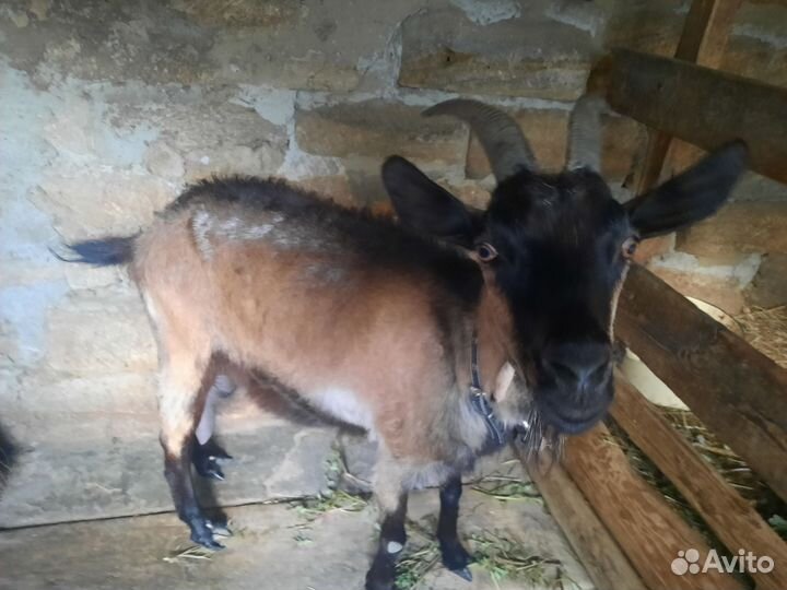 Коза дойная альпийская